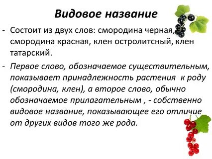Систематика смородины красной