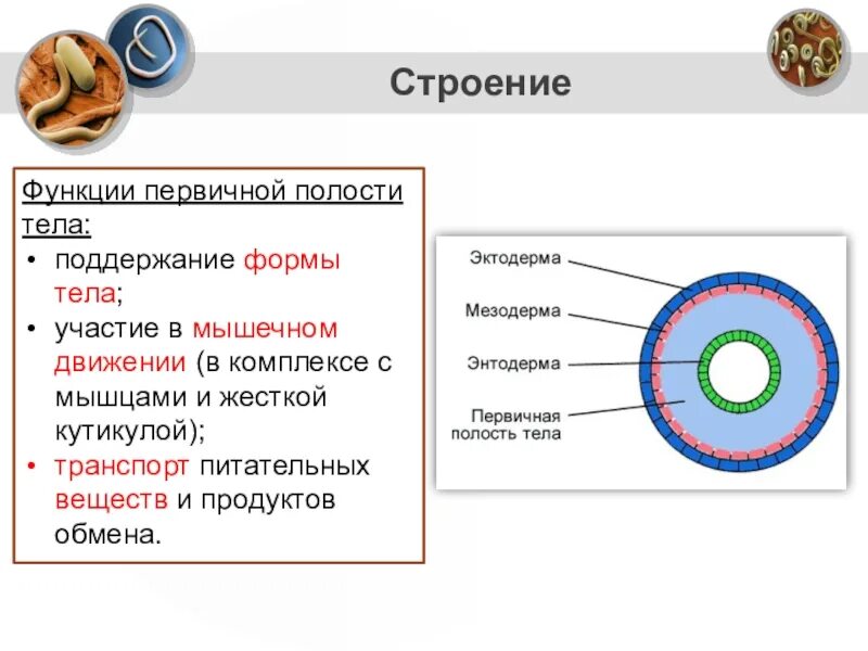 Функции первичной полости тела у круглых червей. Полости тела первичная вторичная смешанная. Круглые черви первичная полость тела. Строение и функции вторичной полости тела. Плоские черви первичная полость тела