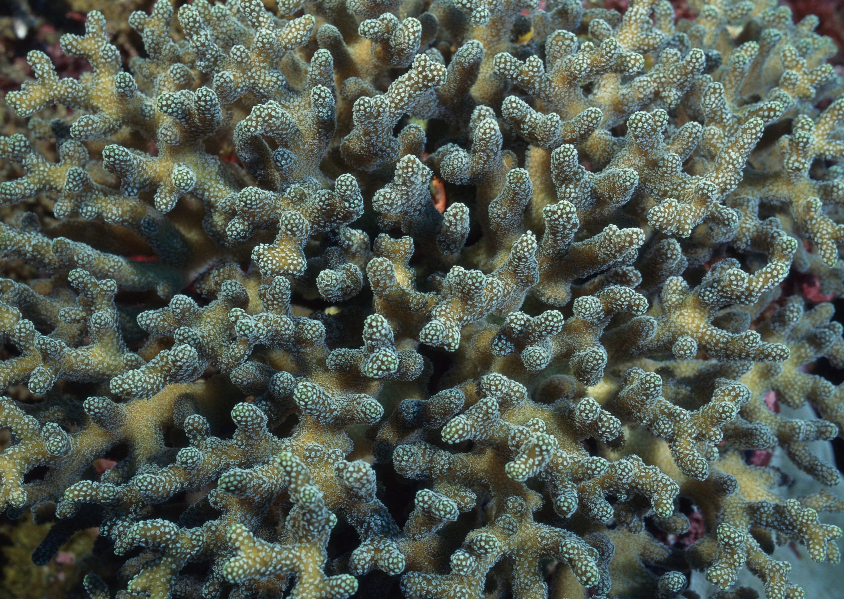 Мадрепоровые кораллы. Мадрепоровый коралл полип. Ареал Мадрепоровые кораллы. Губчатый коралл. Бэк морской