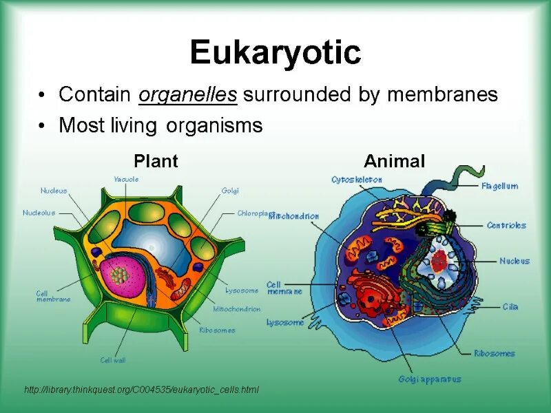 Cell function. Cell structure. eukaryotic. cell structure &amp; function. структура клетки на английском языке.