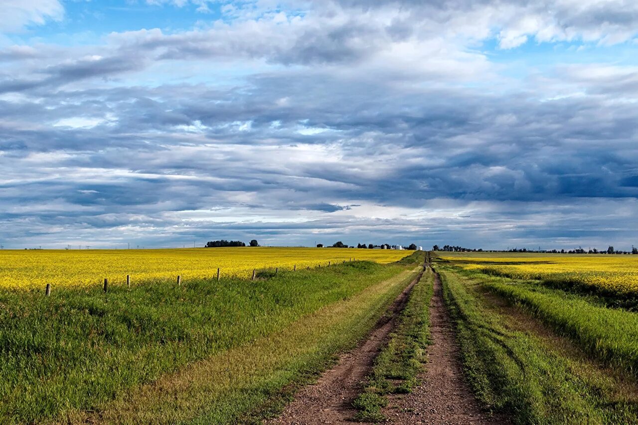 Поля ульяновской области. Желтое поле голубое небо. Дальнее поле. Природа поле. Дорога с травой.