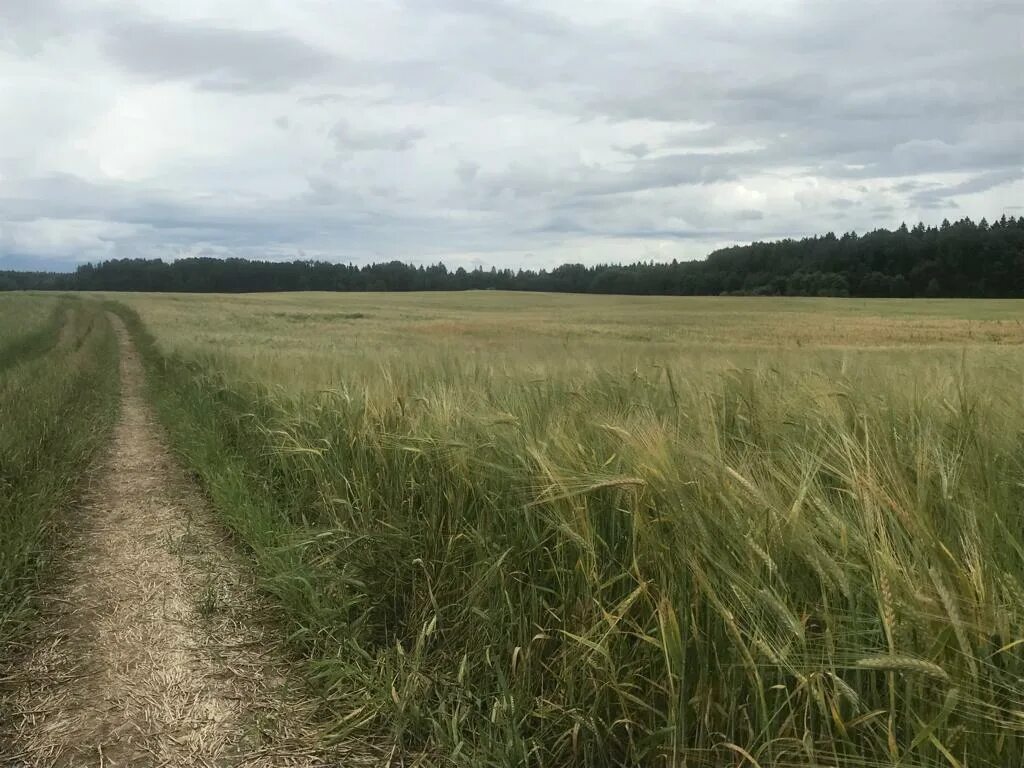 Поля в августе какие. Август поле. Поля пшеницы в Ленинградской области. Поле в октябре. Поле в Косыревке.