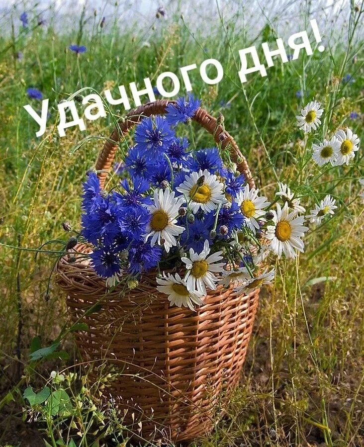Хорошего дня в поле. Хорошего дня в поле