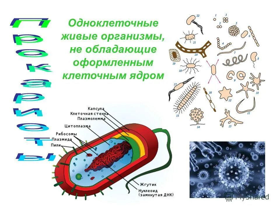 Эукариотические клетки произошли в процессе. Клетки организма имеют оформление ядр. В клетках нет оформленного ядра. Признаки живого клеточное строение. Оформленное ядро.