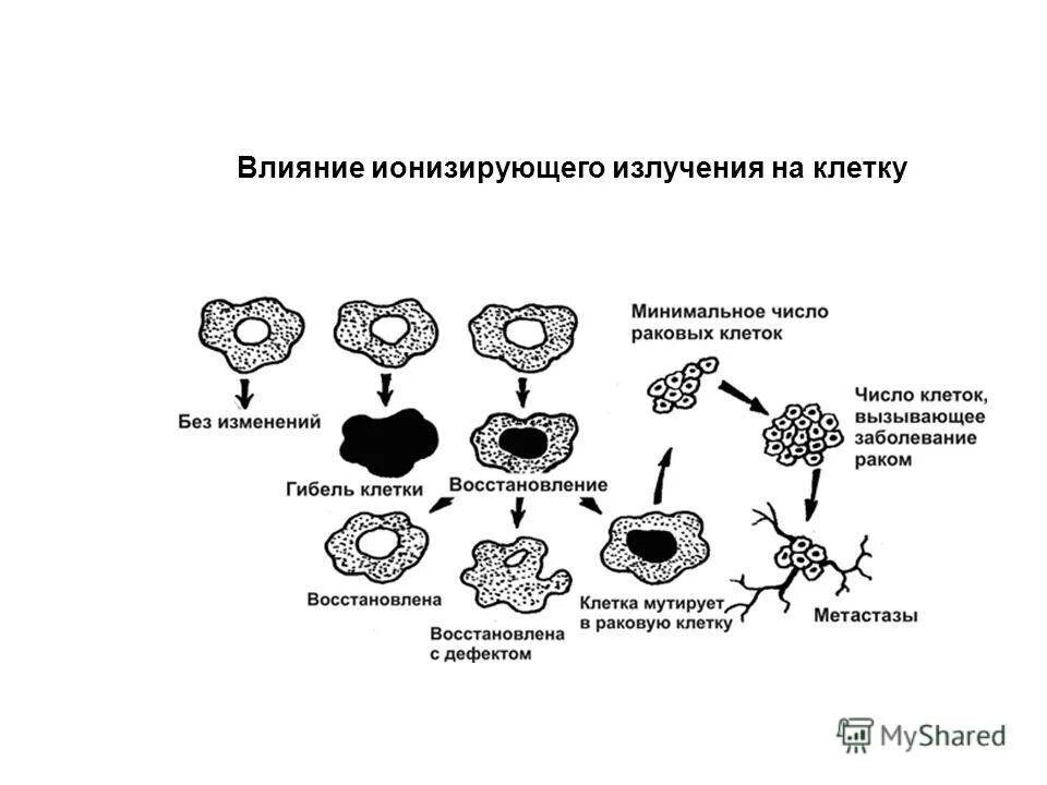 ионизирующее излучение на клетку. воздействие ионизирующего излучения на клетку. типы реакций клеток на облучение. разрушение клетки. влияние ионизирующего излучения на клетки картинки.