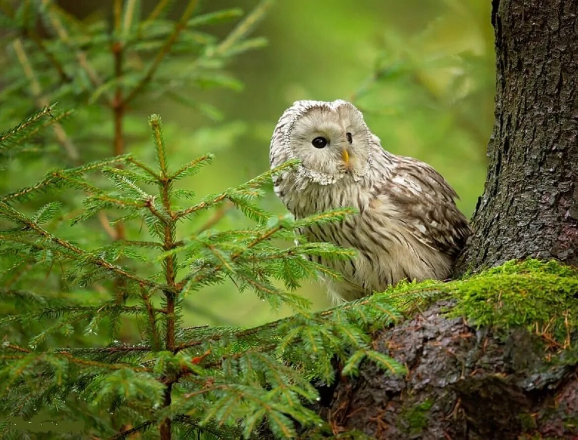 Тайга животные птицы. Тайга животные птицы. Клест в тайге. Глухарь, тетёрка, кедровка. Филин в уссурийской тайге.
