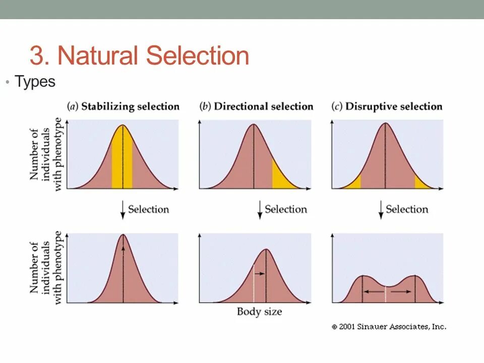 Types of natural. Stabilizing selection. Stabilizing natural selection. Disruptive selection. Type of natural selection.