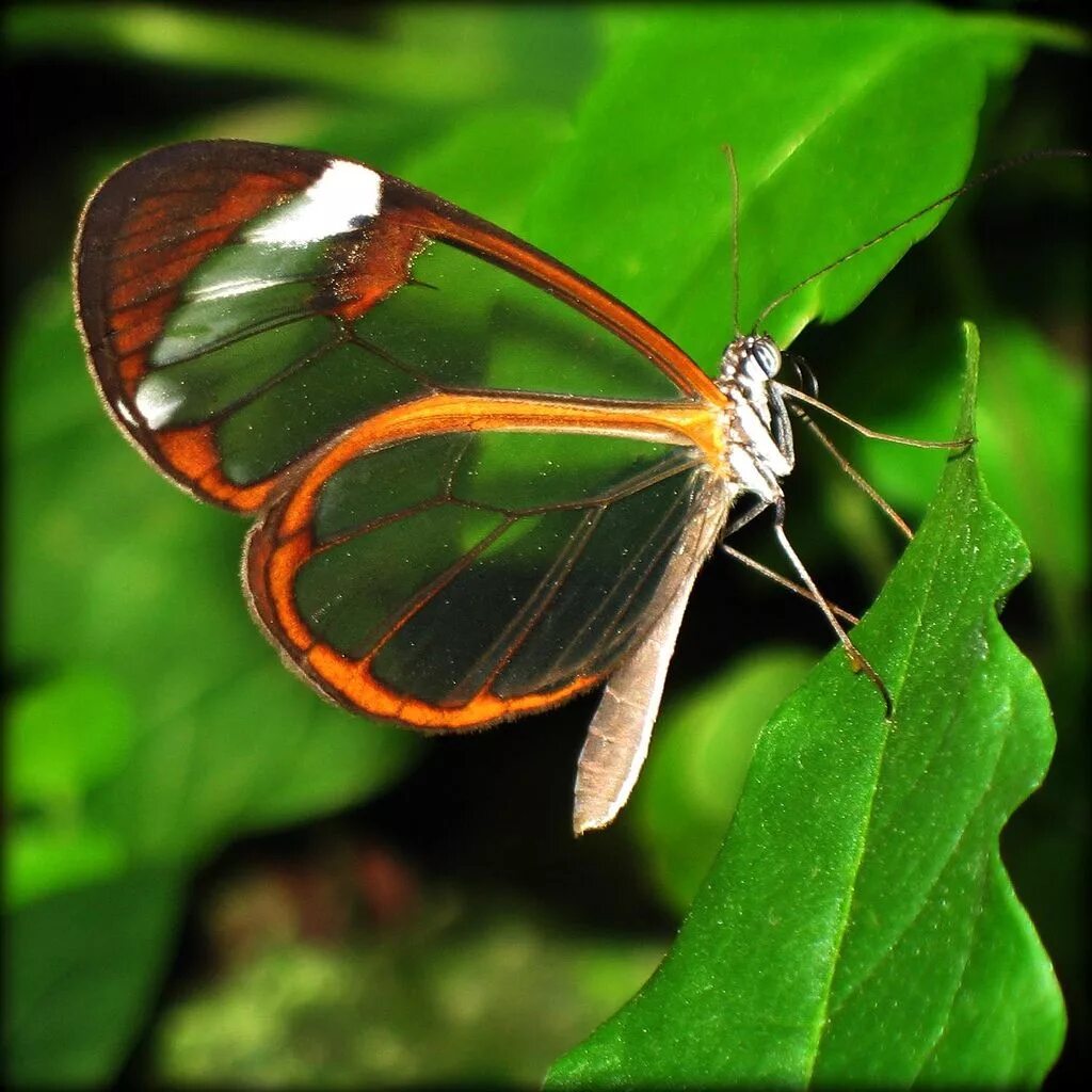 Бабочки живут всего. Олимпиус Инферно бабочка. Бабочка стеклокрылка.