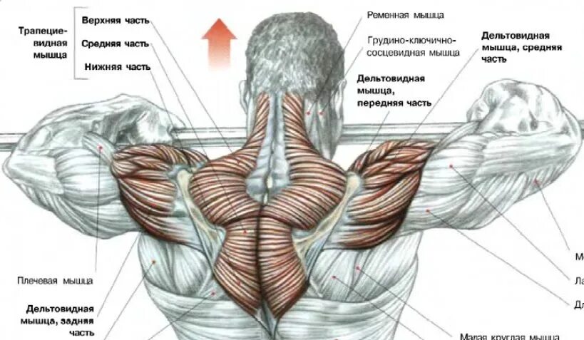 Дельтовидная мышца анатомия. Задний пучок дельтовидной мышцы. Передняя Дельта мышца. Задняя дельтовидная мышца упражнения.
