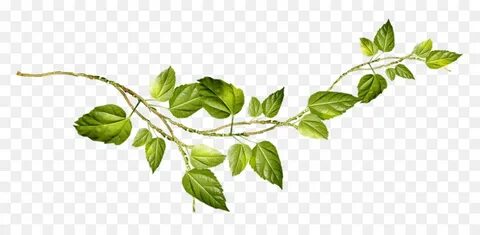 Branch plant