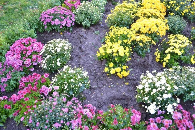 Chrysanthemum Festival Germany Chrysanthemum, Plants, Garden