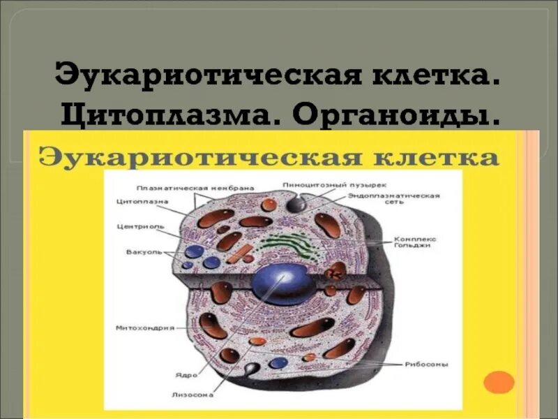 Органоиды эукариотической клетки. Цитоплазма эукариотической клетки строение органоиды. Строение эукариотической клетки. Органоиды клетки. Строение цитоплазмы клетки эукариот. Функции цитоплазмы органоида клетки