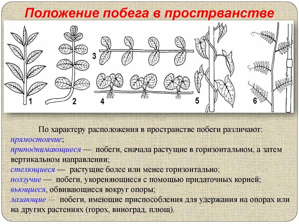 Картинки ТИПЫ СТЕБЛЕЙ БИОЛОГИЯ