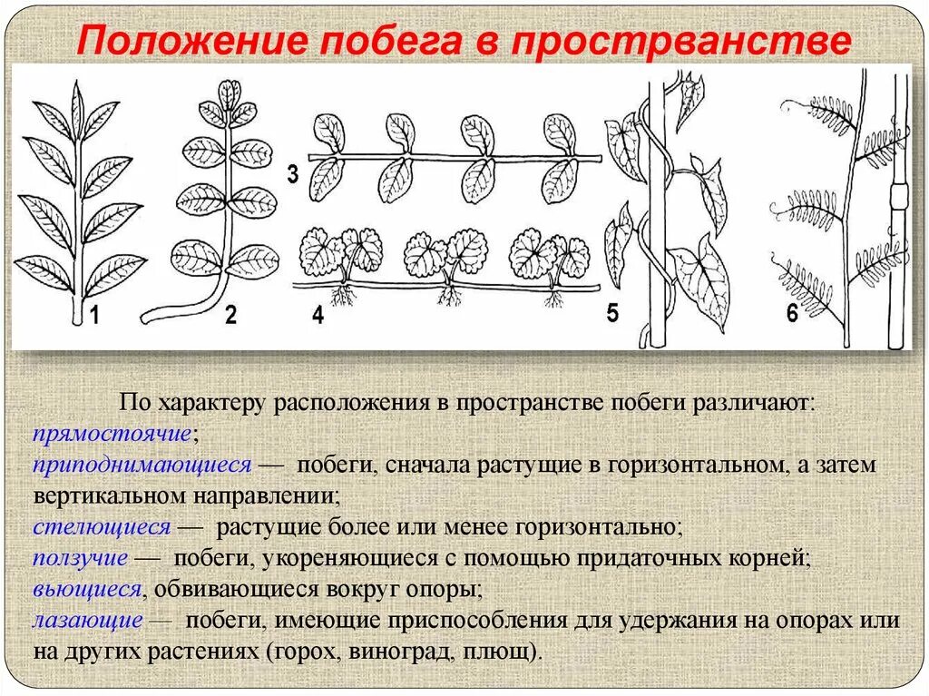 Два типа побегов. Типы побегов по положению в пространстве. Побеги по расположению в пространстве. Положение побега в пространстве. Стебли по положению в пространстве.