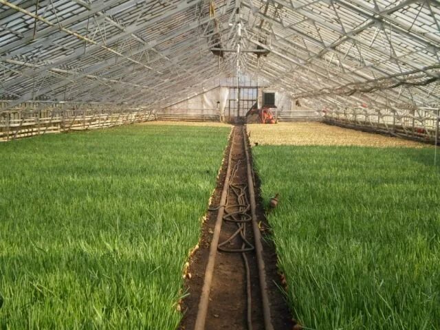 с теплицы 1 метр квадратный. с теплицы 1 метр квадратный. с теплицы 1 метр квадратный. промышленные теплицы. теплица.