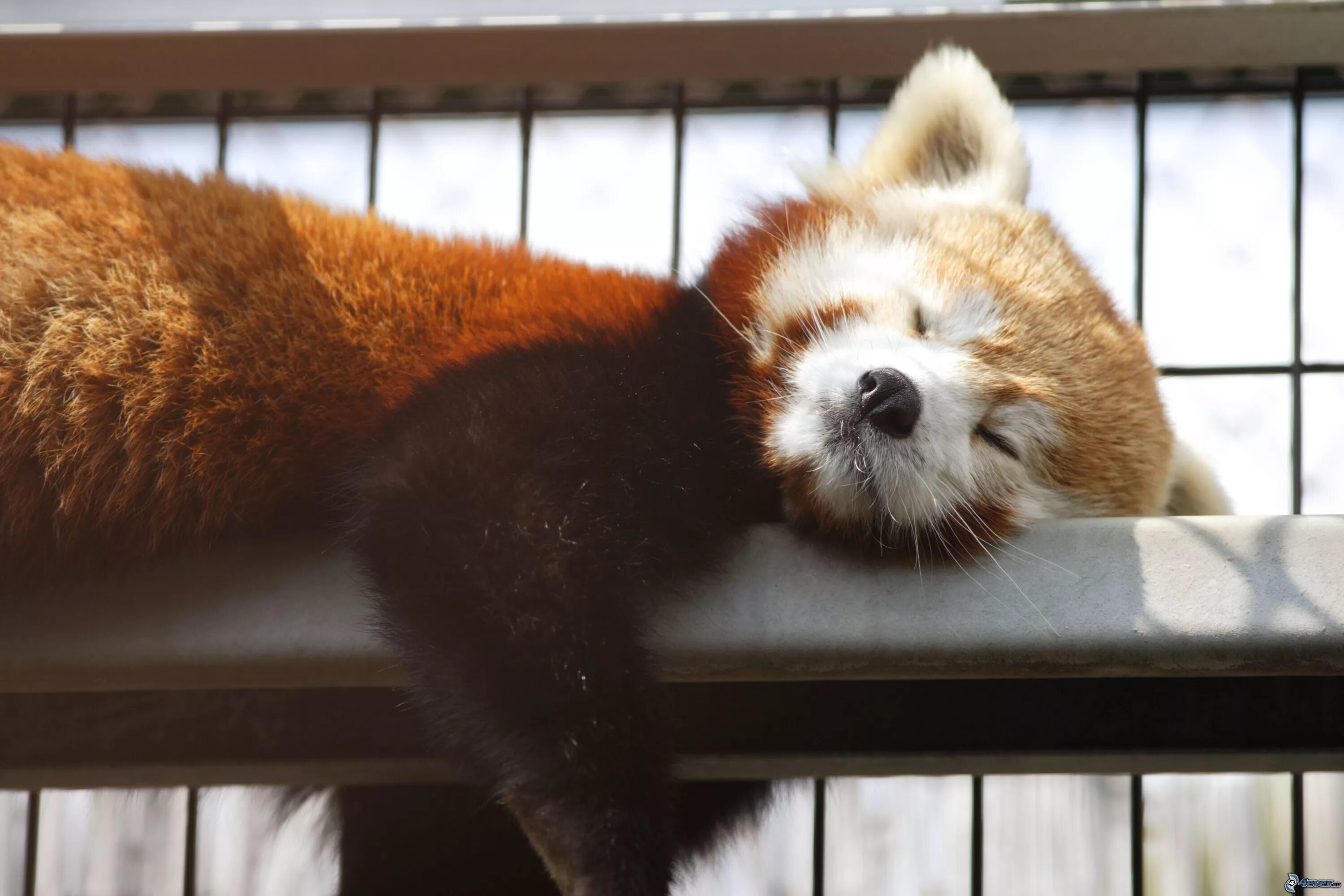 красная панда. малая красная панда. малая красная панда фото. малая панда. женщина на кровати.