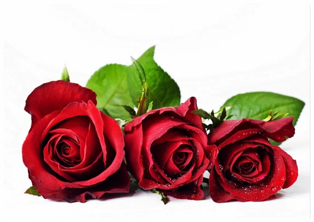 4 розы фото Flowers, Rose, Online flower delivery