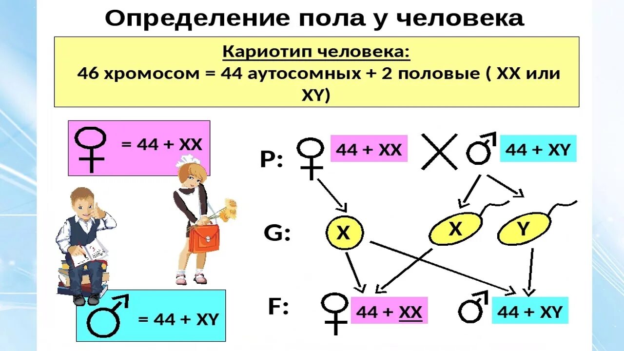 Наследование сцепленное с полом презентация 10 класс. Генетика пола и наследование сцепленное с полом. Биология генетика пола и наследование сцепленное с полом. Теория наследования пола кратко. Решение генетических задач сцепленных с полом.