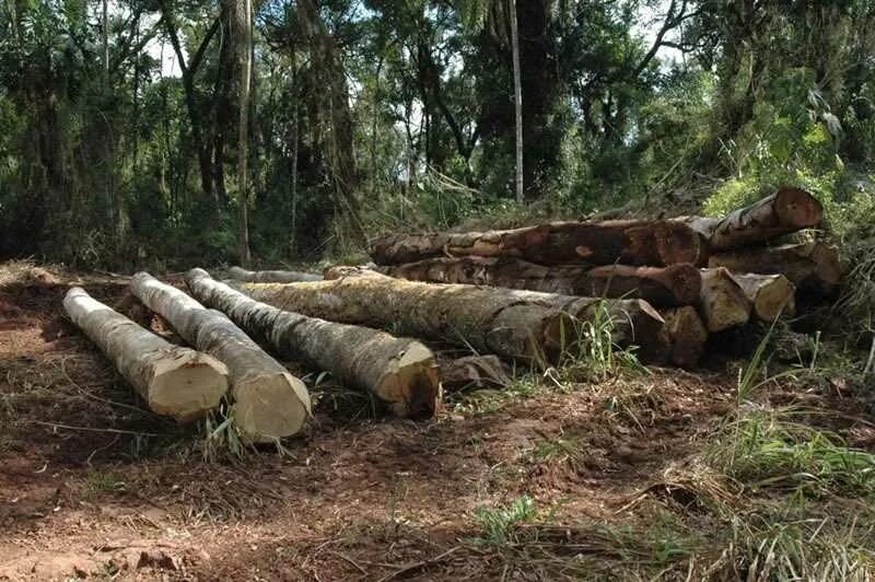 Logging persistent. Deforestation &amp; logging. deforestation scheme. logging causes of deforestation. deforestation vocabulary.