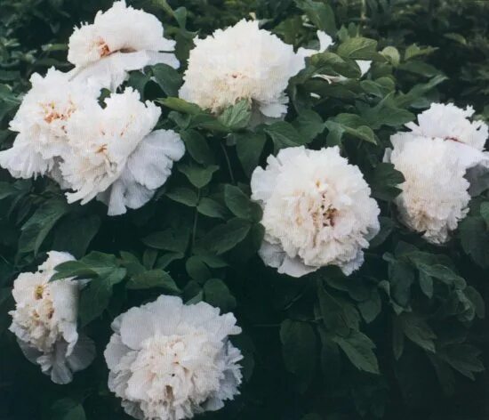 Спрей-мист victoria's secret fresh jade. Спрей для тела victoria's secret wild primrose. Fresh lade зеленый лосьон виктория секрет. Fragrant jade hands перевод. Спрей для тела victoria's secret wild primrose.