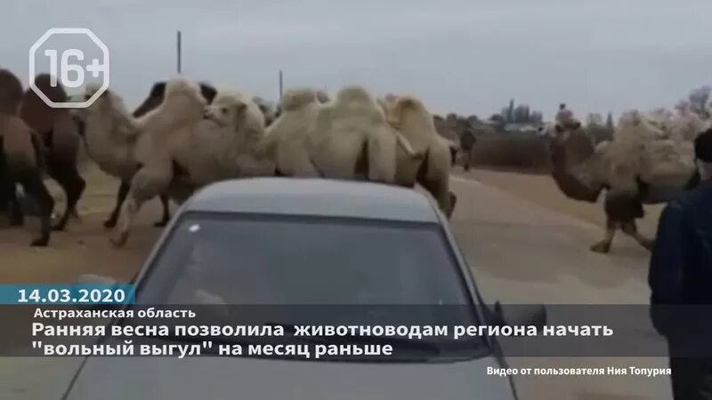 Верблюжьи скачки. Дикие верблюды в астрахани. Верблюжий астраханская область. Верблюды в астрахани. Погода в верблюжье.