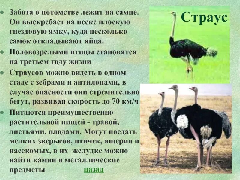 Доклад о страусе. Страус описание. Страус доклад 3 класс. Доклад про страусов. Хорошо развита забота о потомстве у птиц