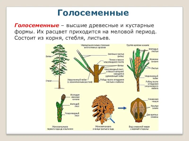 Генеративные органы голосеменных растений. Строение листьев голосеменных. Отделы стебля голосеменных. Строение голосемянного растения.