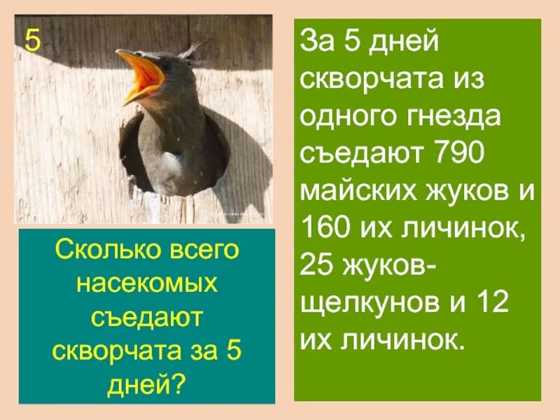 Скворец количество звуков. Сколько скворчат. Средняя скорость скворца. Скворчонок Главная мысль. Команда под названием скворчата.