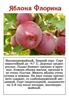 Яблоня мельба описание характеристики отзывы фото