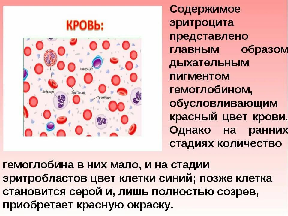 Сколько хромосом содержит эритроцит собаки. Содержимое эритроцита. Чем обусловлен красный цвет эритроцитов. Эритроциты форма и цвет. Цвет эритроцитов человека.