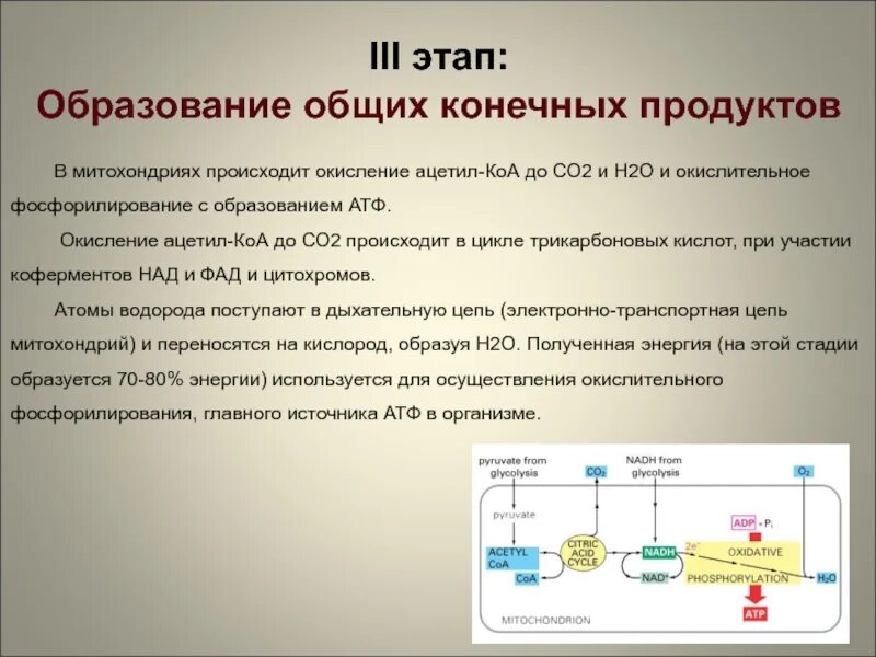 Атф является белком. Окисление АТФ. Происходит окисление. Образование АТФ В митохондриях происходит. Процесс окисления в АТФ.