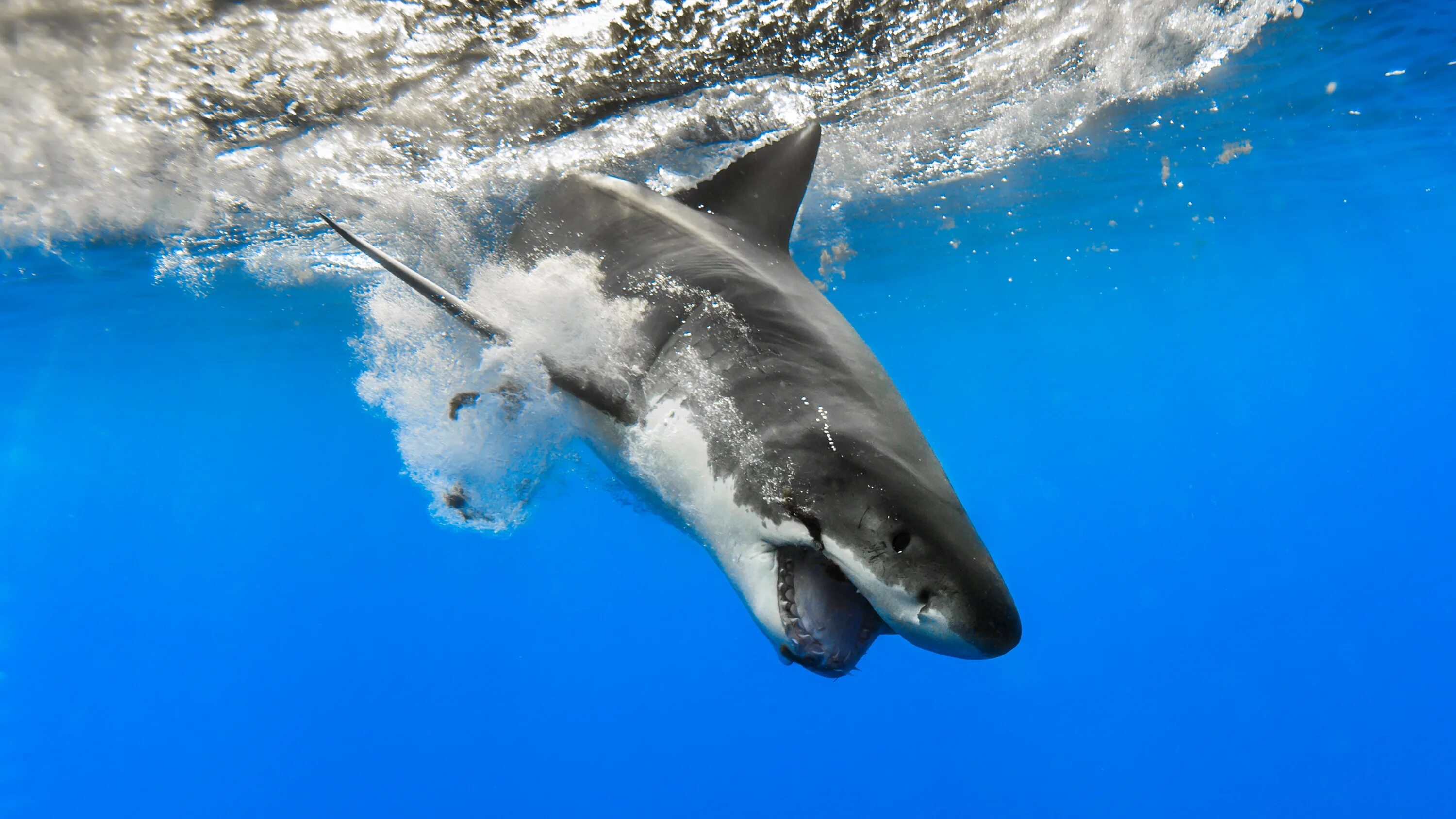 Какую скорость развивает белая акула. Гангская акула. Красивые акулы. Акула в море.