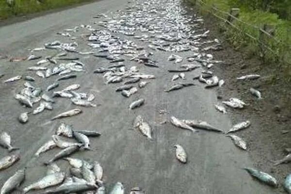 Дождь из животных. Дождь из рыбы в гондурасе. дождь из лягушек. рыбный дождь. рыбный дождь в гондурасе.