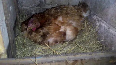Сколько курица сидит на яйцах