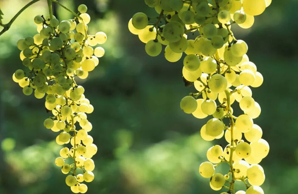 Виноград глера просекко. Виноград лабруска. Сорт винограда глера просекко. Просекко сорт винограда. Глера сорт винограда.