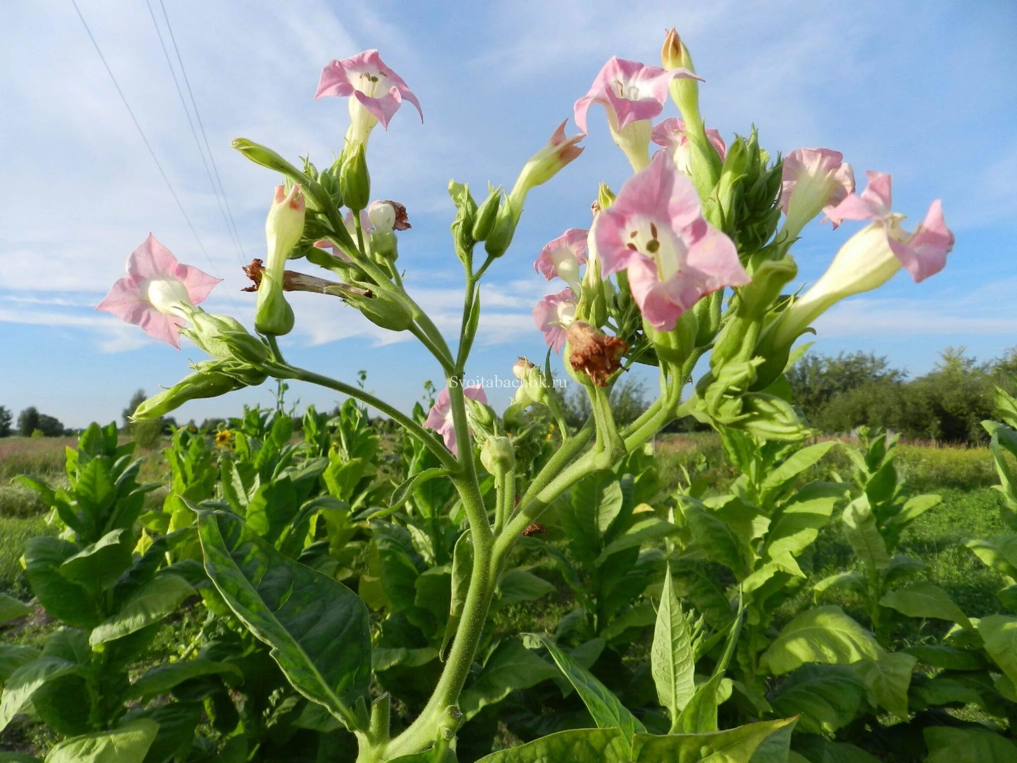 Растение Nicotiana tabacum. Табак махорка растение. Табак душистый - Nicotiana tabacum. 1. Табак душистый - Nicotiana tabacum.