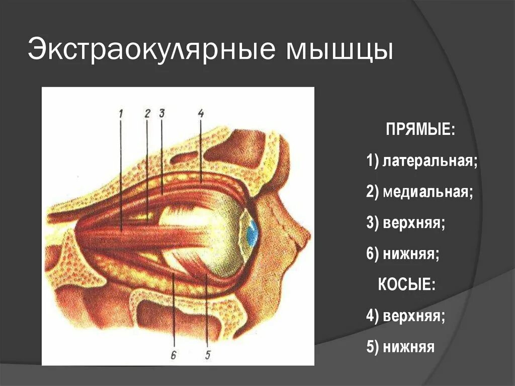 Глазодвигательные мышцы глаза строение. Латеральная прямая мышца глазного яблока. Мышцы глазного яблока анатомия. Глазодвигательные мышцы топография. Места крепления глазодвигательных мышц