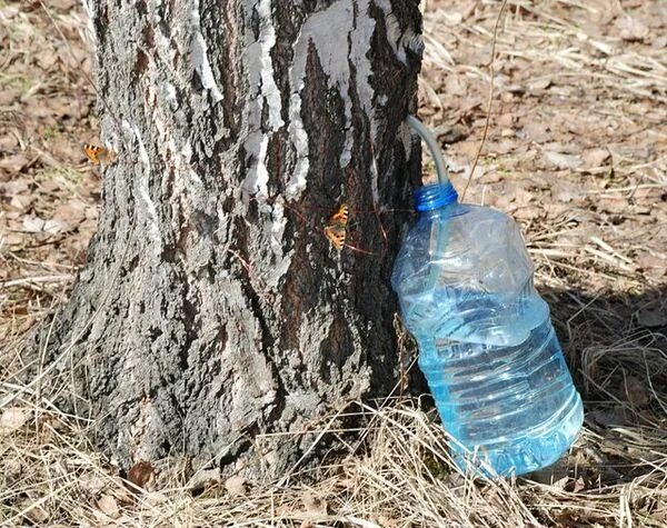 Время сбора березового сока