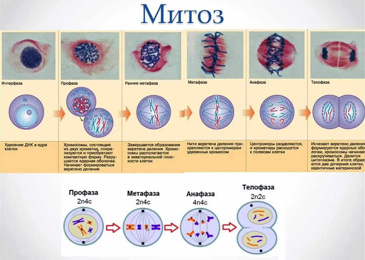 Профаза митоза сколько хромосом. Фазы деления клетки митоз рисунок. Митоз схема по фазам. Этапы деления клетки митоз. Митоз фазы и процессы таблица.