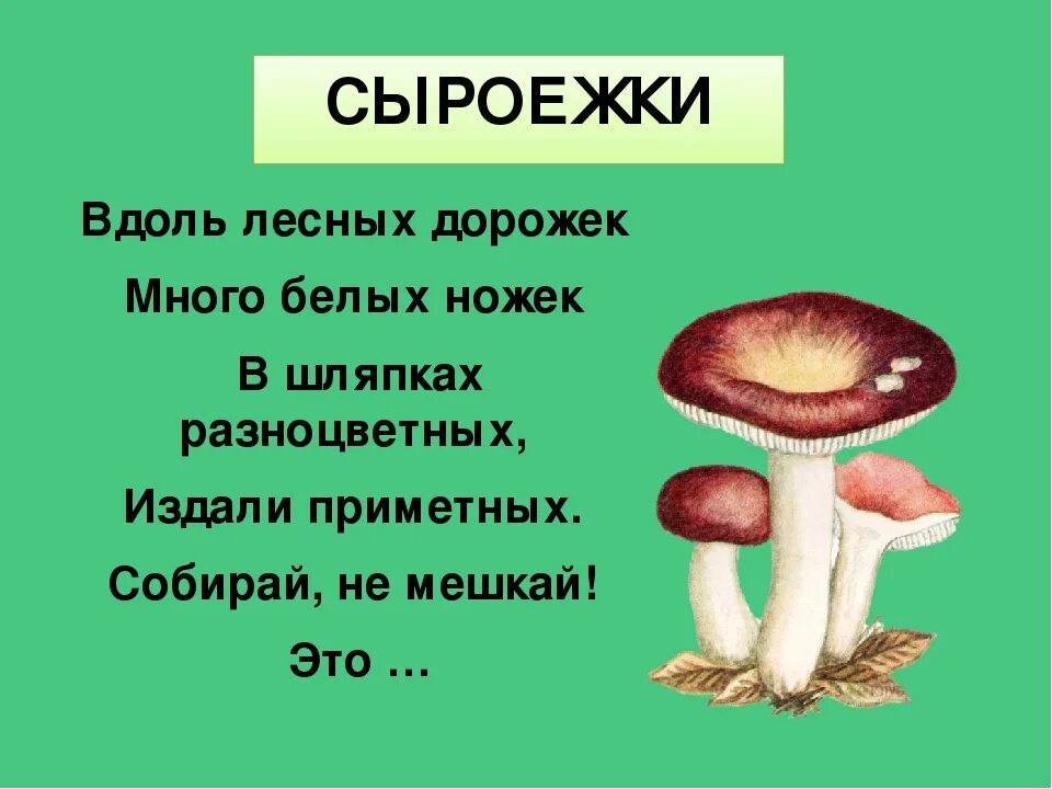 Загадка про гриб сыроежка. Загадки про грибы 3 класс с ответами. Загадка про сыроежку гриб для детей. Загадки про съедобные грибы для 5 класса. Стихотворение ох грибок ты мой грибочек