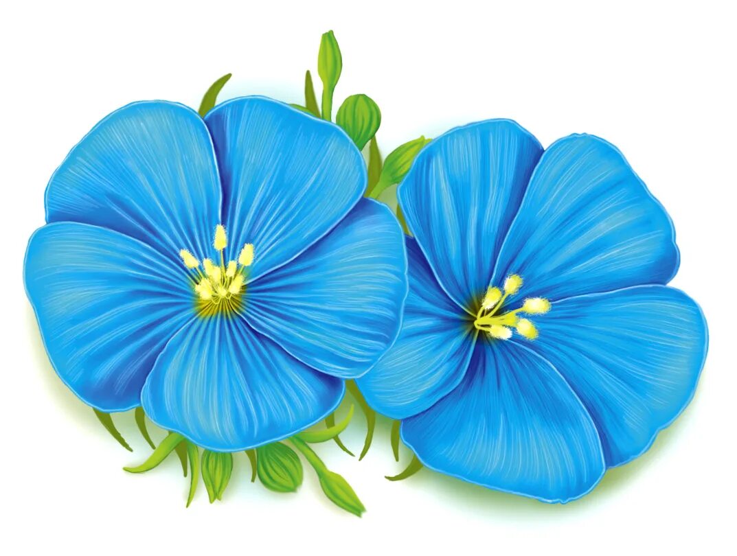 цветок льна на прозрачном фоне. цветок льна вектор. лен цветок. цветок льна на белом фоне. цветочки на белом фоне.