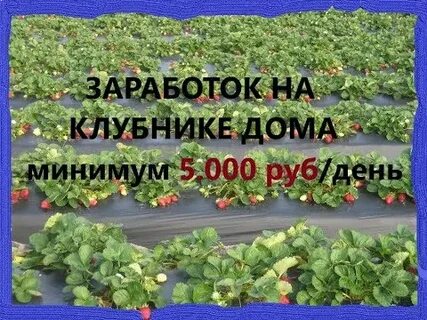 Сколько заработать на клубнике