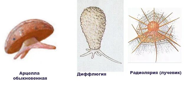 Тип корненожки