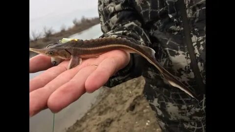 Как поймать осетра в реальной рыбалке