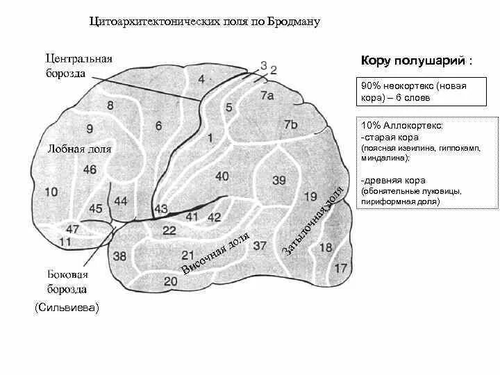 Вторичные поля мозга. Области и поля коры больших полушарий по Бродману. Таблица полей коры мозга по Бродману. Лобные доли поля по Бродману. Зоны головного мозга и поля по Бродману.