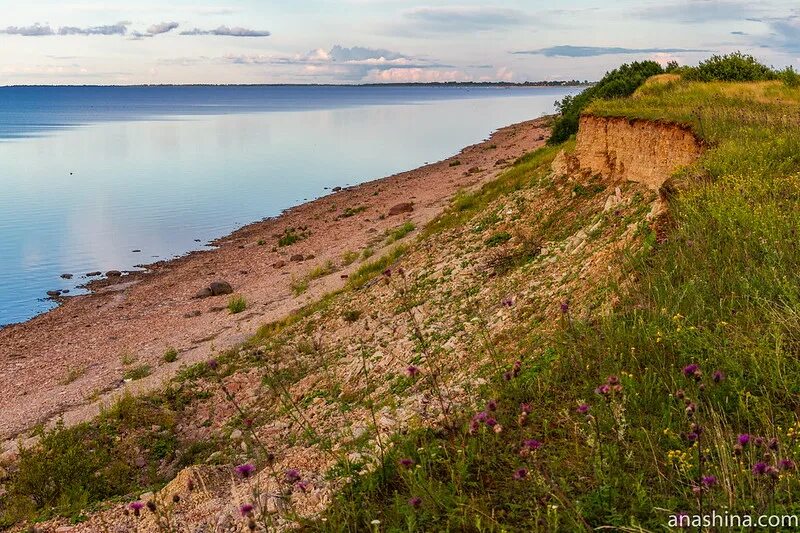 Коростынь новгородская область. Ильменский глинт Коростынь. Ильменский глинт Новгородская область. Ильменский глинт памятник природы. Ильменский глинт Великий Новгород.