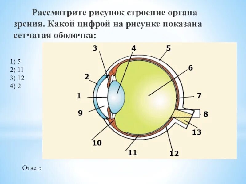 Элементы глаза. Схема строения глазного анализатора. Зрительный анализатор строение глаза. Строение зрительного анализатора глазное яблоко. Глазной анализатор строение рисунок.