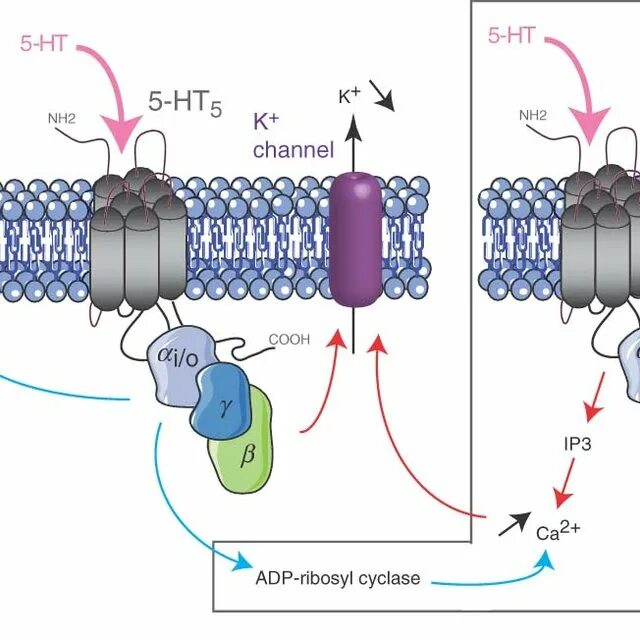 5 ht 2. 5 ht 2. 5 ht рецепторы. 5 ht рецепторы. Nmda рецепторы.