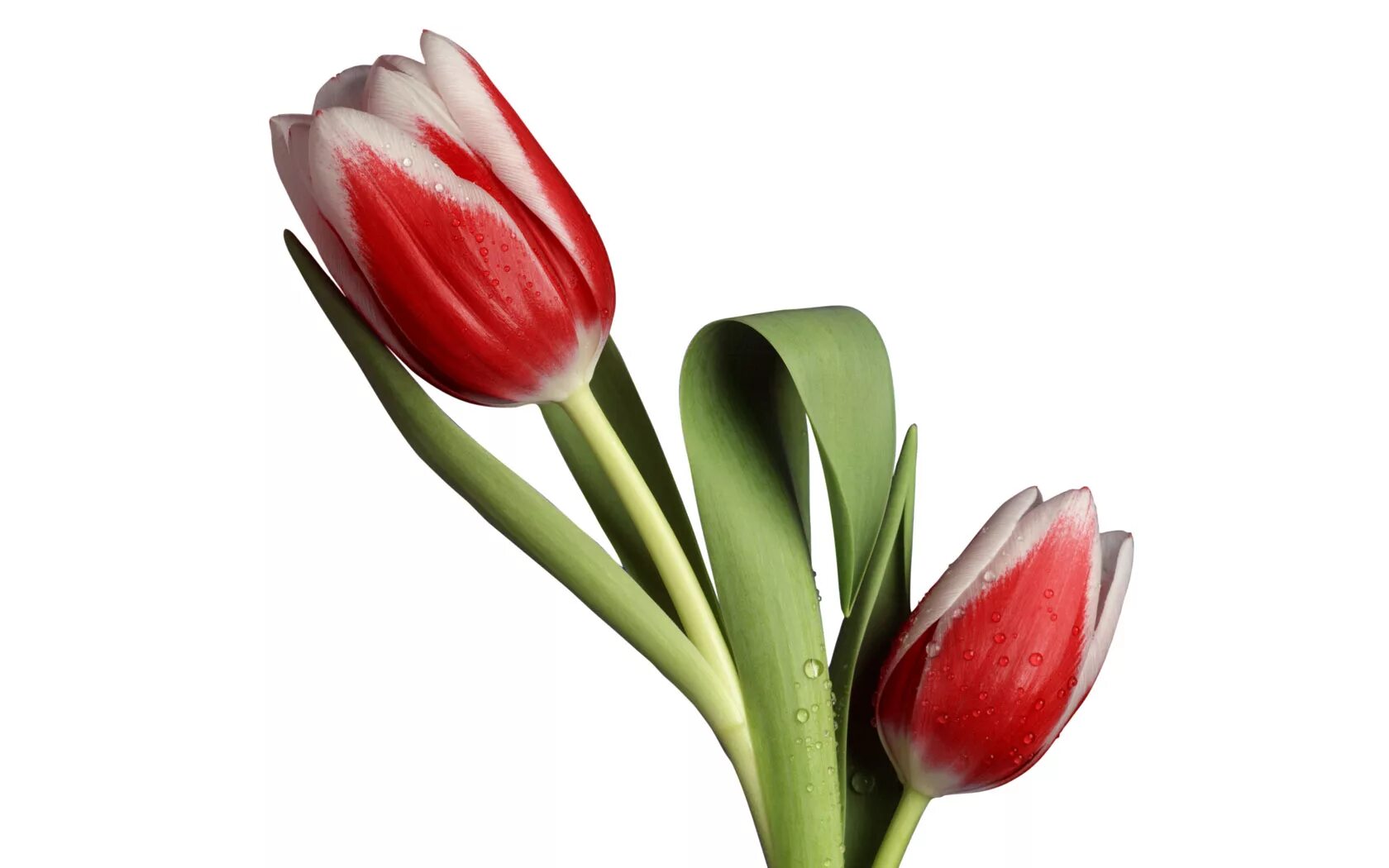 Tulip 2