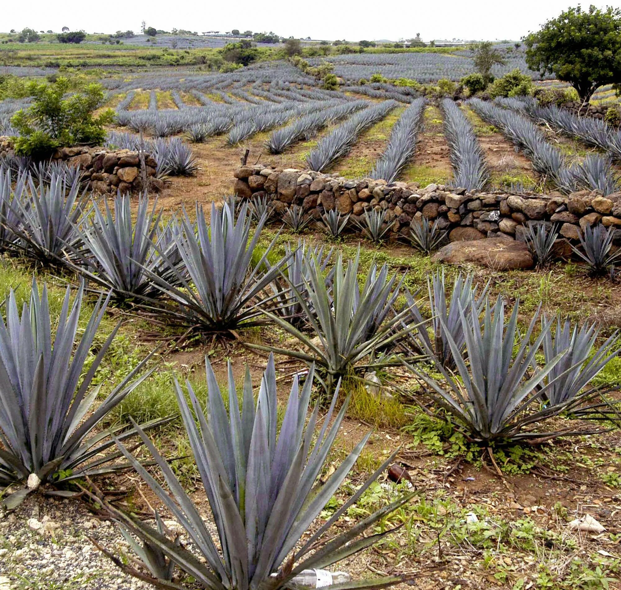 Текила agave. Голубая Агава для текилы. Плантация голубой Агавы. Агава растение Мексика. Сердцевина голубой Агавы.